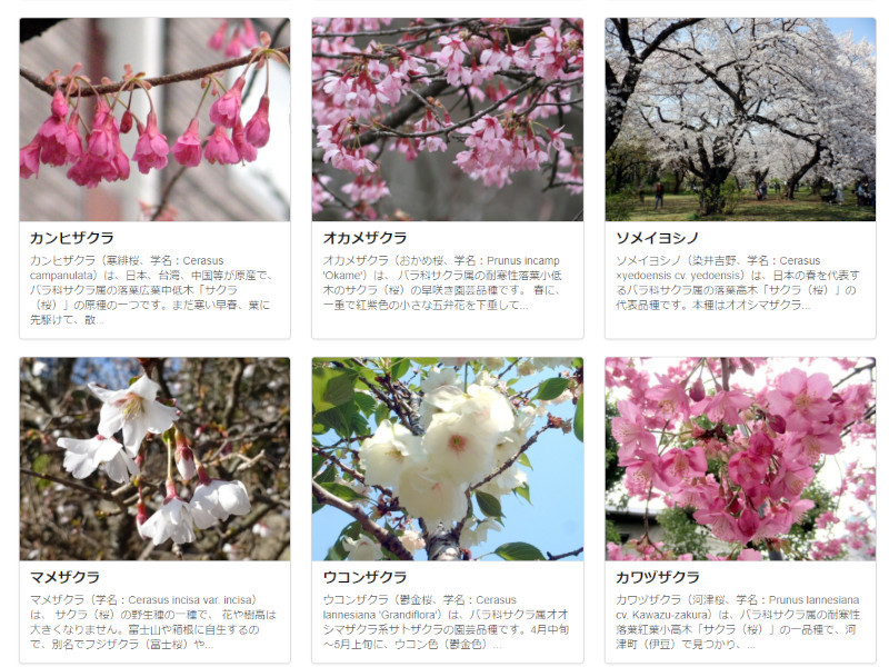 桜 Cerasus かぎけん花図鑑