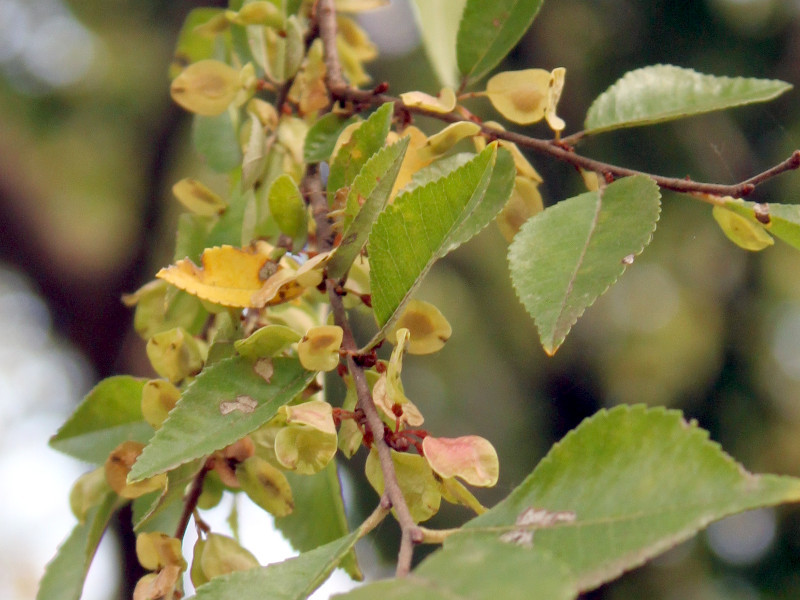 Ulmus parvifolia