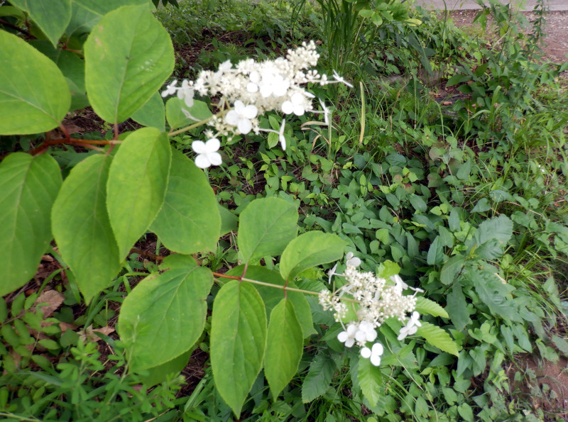 Hydrangea paniculata 