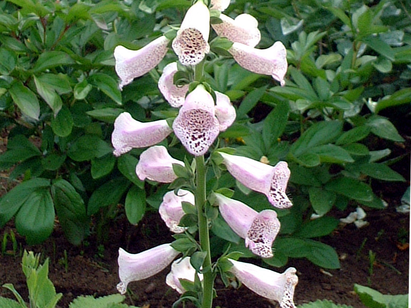 Digitalis