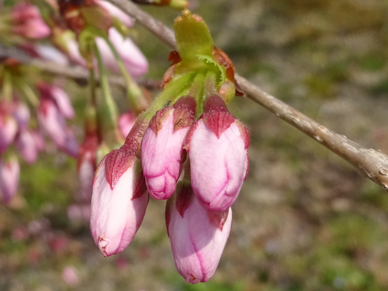 桜 アメリカ