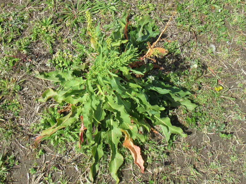 Rumex crispus