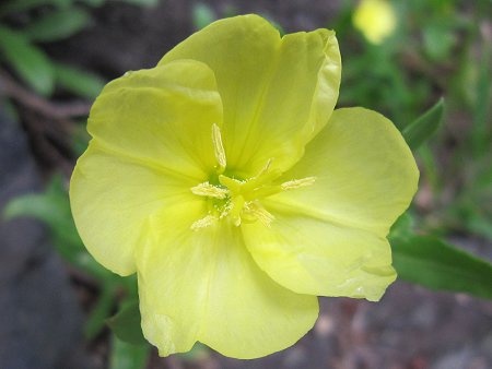 誕生花　6月21日　待宵草