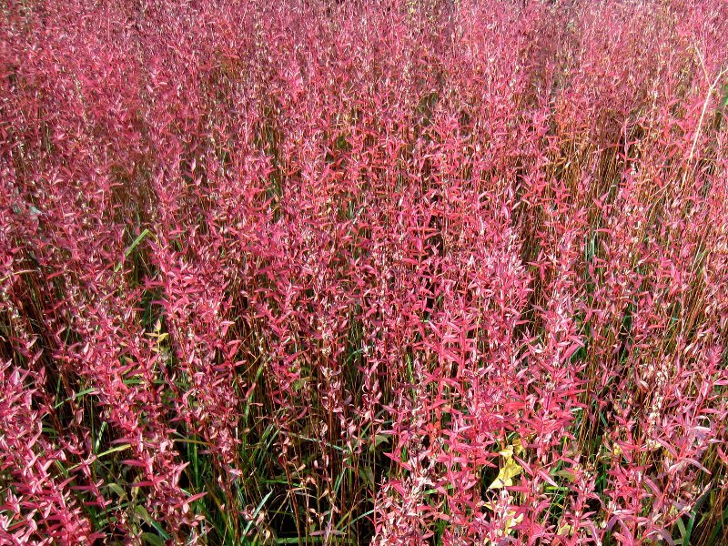 Lythrum anceps