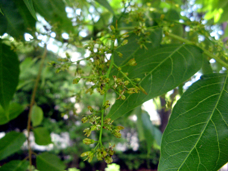 Machilus thunbergii