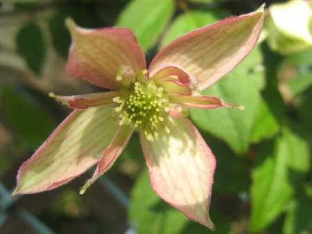 Clematis