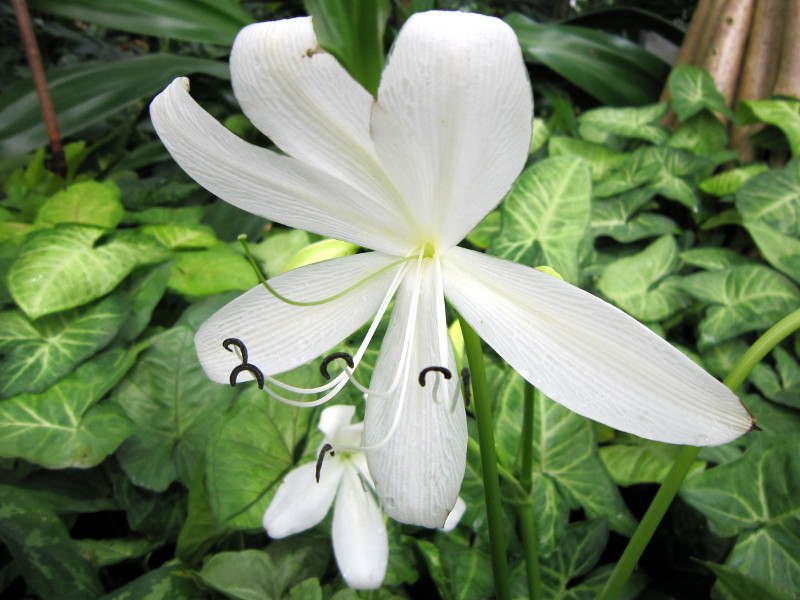 crinm-jagus-crinum-jagus-dandy-flower-database