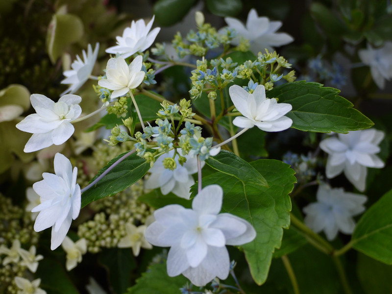 ガクアジサイ Hydrangea Macrophylla F Normalis かぎけん花図鑑