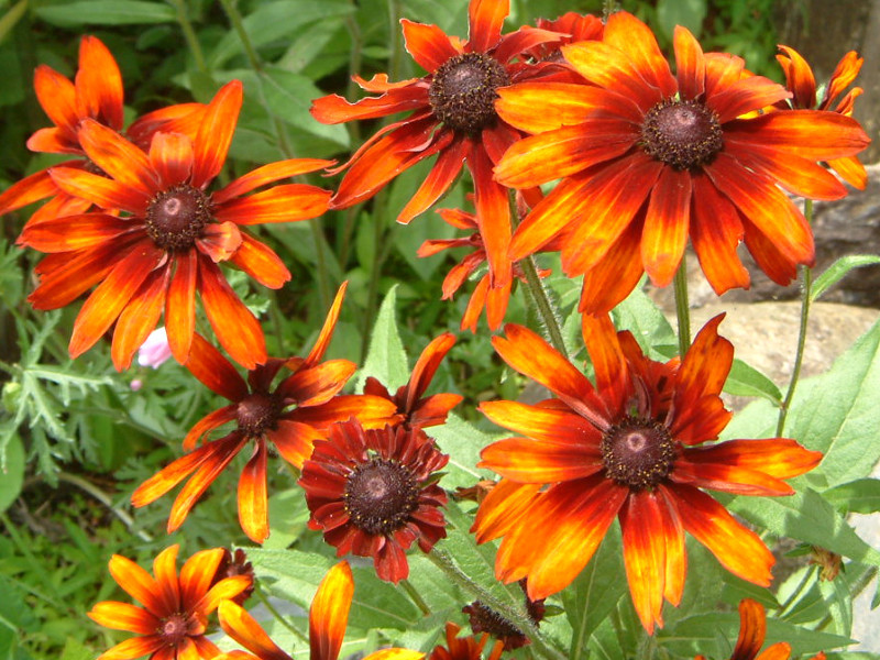  Rudbeckia