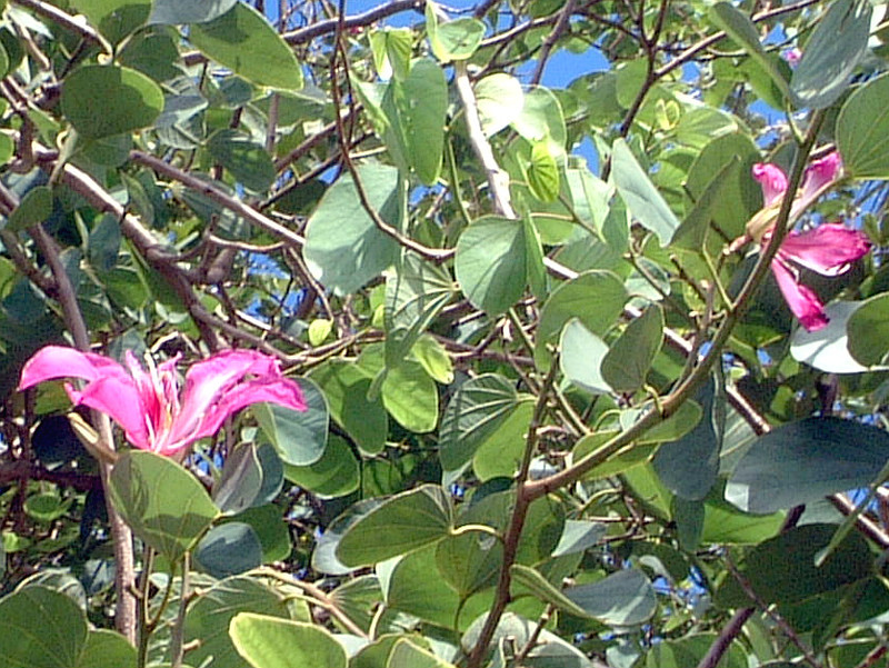 オーキッドツリー Bauhinia Variegata かぎけん花図鑑