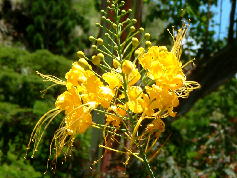 Yellow flowers of Caesalpina