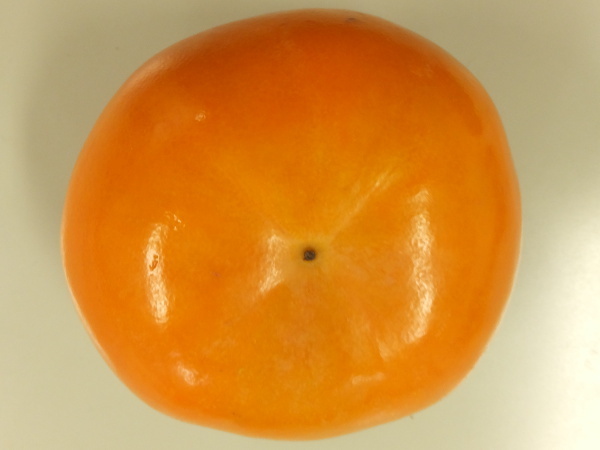 Persimmon 'Fuyu'