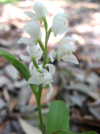 Silver orchid