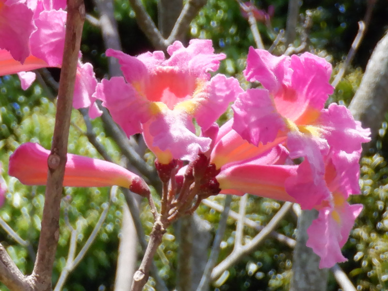 世界の国花 ブラジルBrasil BR