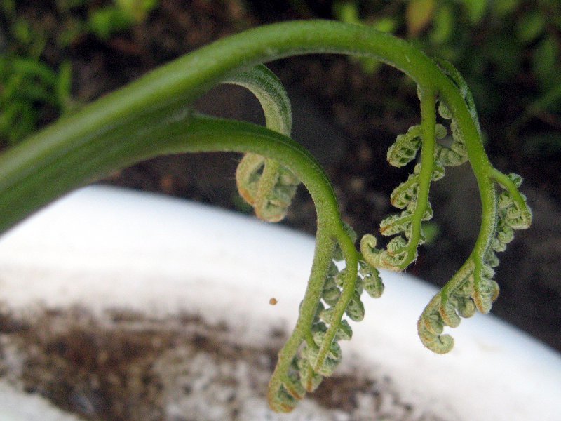 Pteridium aquilinum