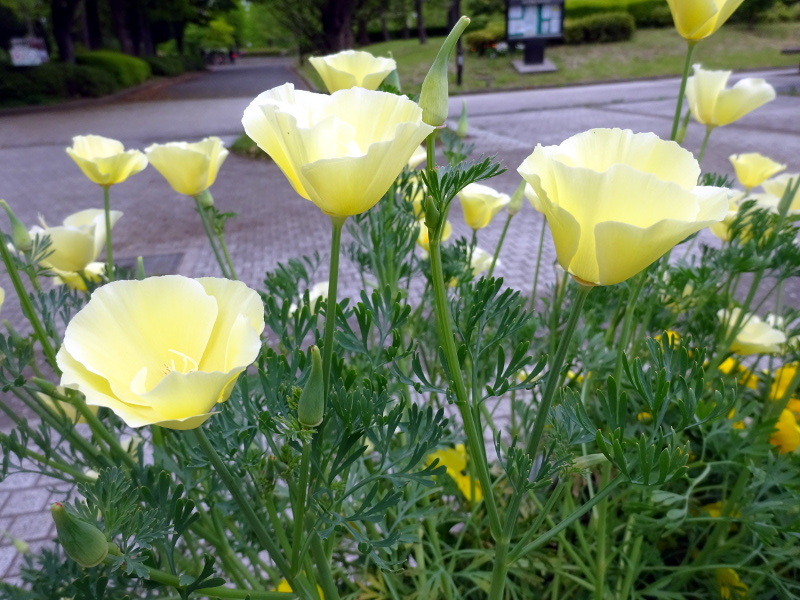 花菱草 Eschscholtzia Californica 科技研花图画书