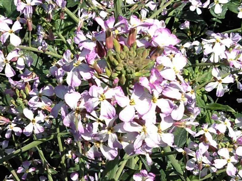 Japanese radish