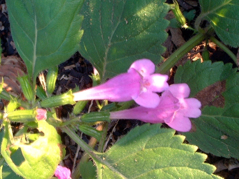 Calamintha grandiflora