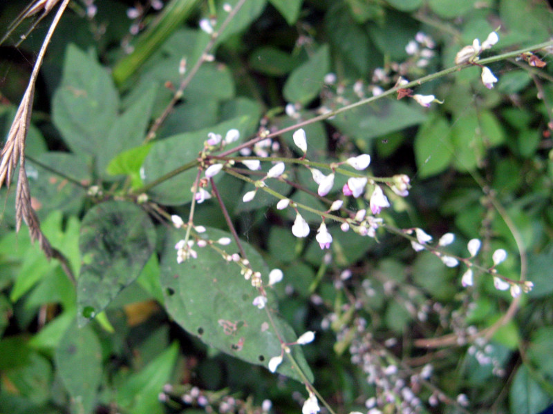 Desmodium