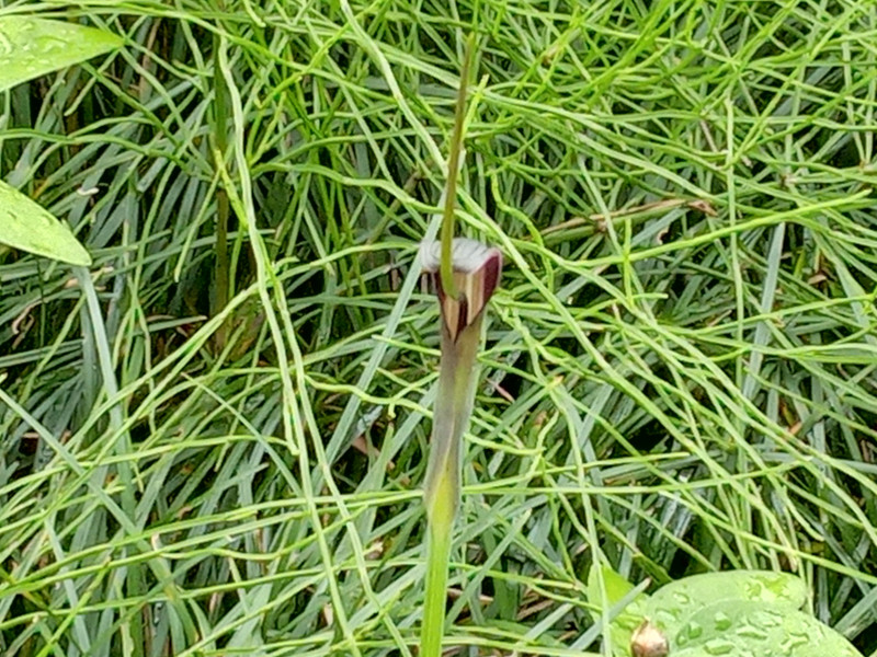 紫花耧斗菜