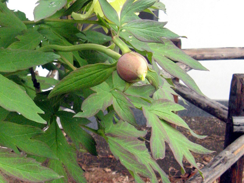 Paeonia suffruticosa