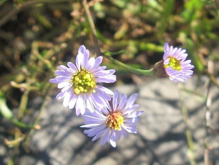 Aster kantoensis