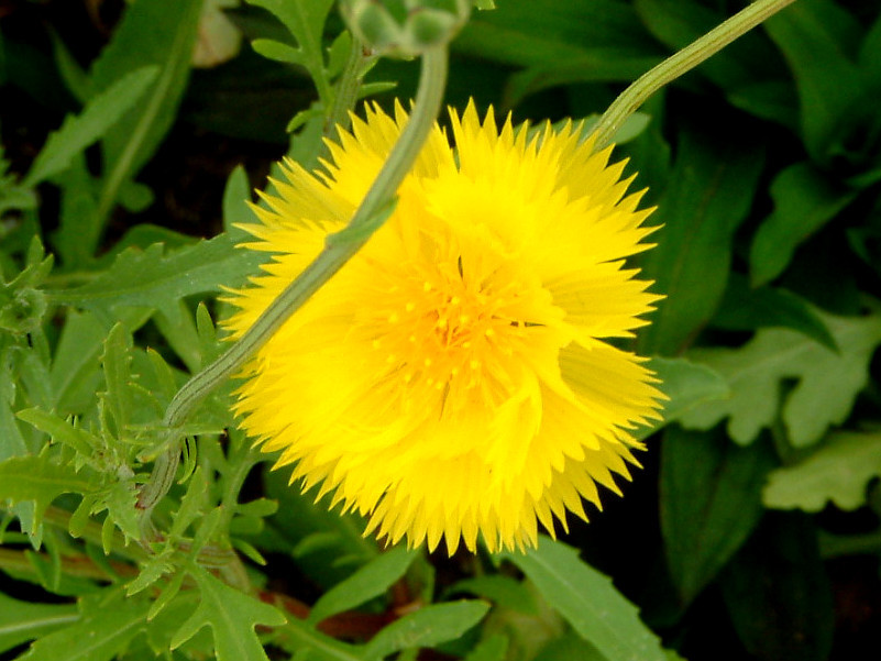 イエローサルタン Amberboa Moschata かぎけん花図鑑