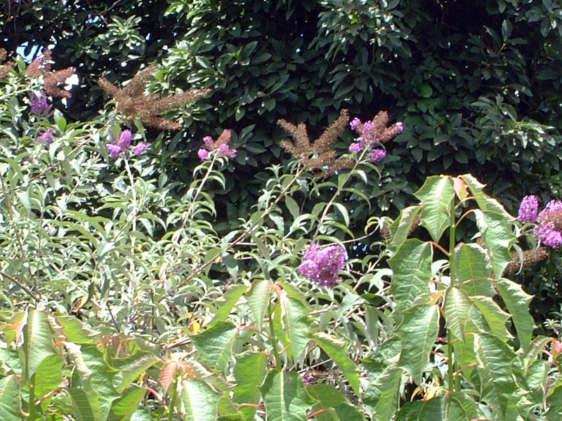 Buddleja 