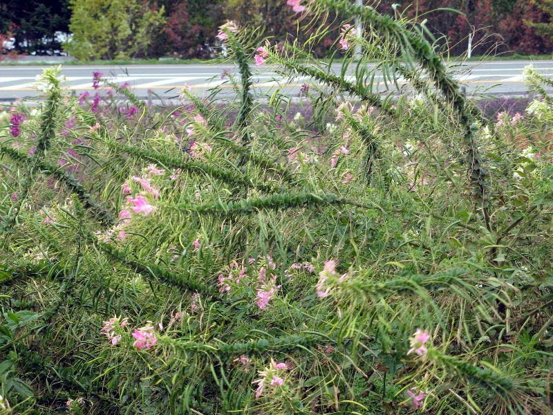 クレオメ Cleome Hassleriana かぎけん花図鑑