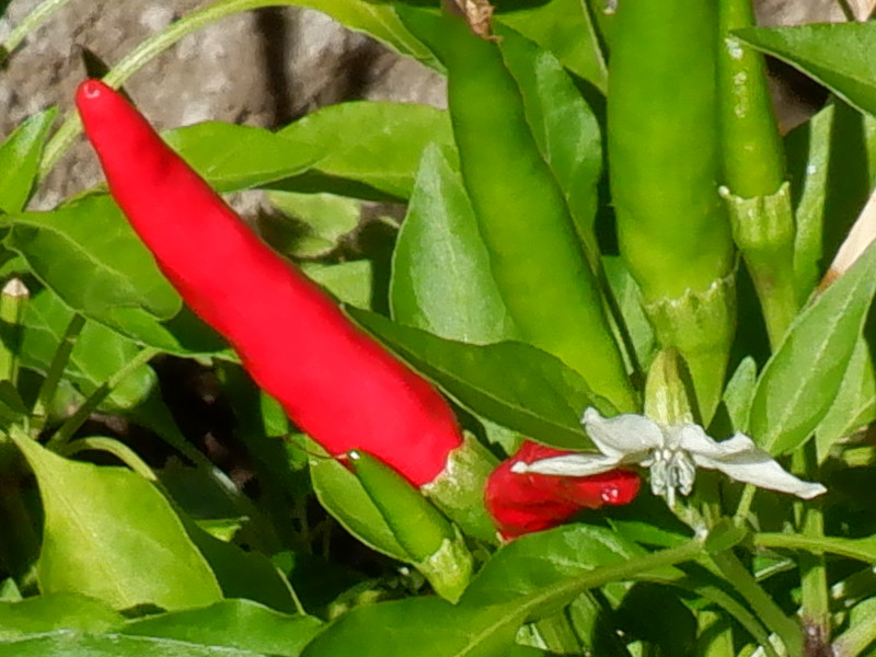 トウガラシ Capsicum Annuum かぎけん花図鑑