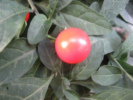 Jerusalem cherry