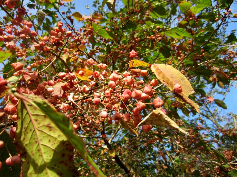 Euonymus hamiltonianus