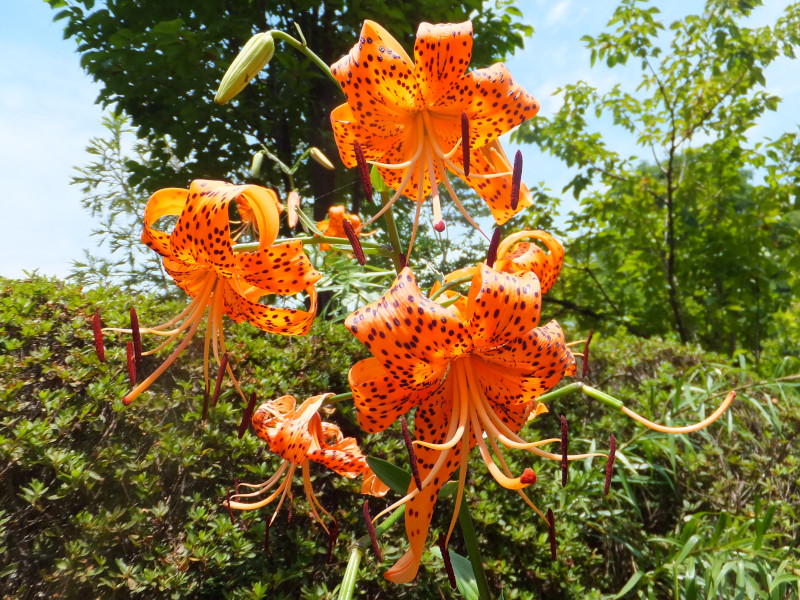 Lilium lancifolium