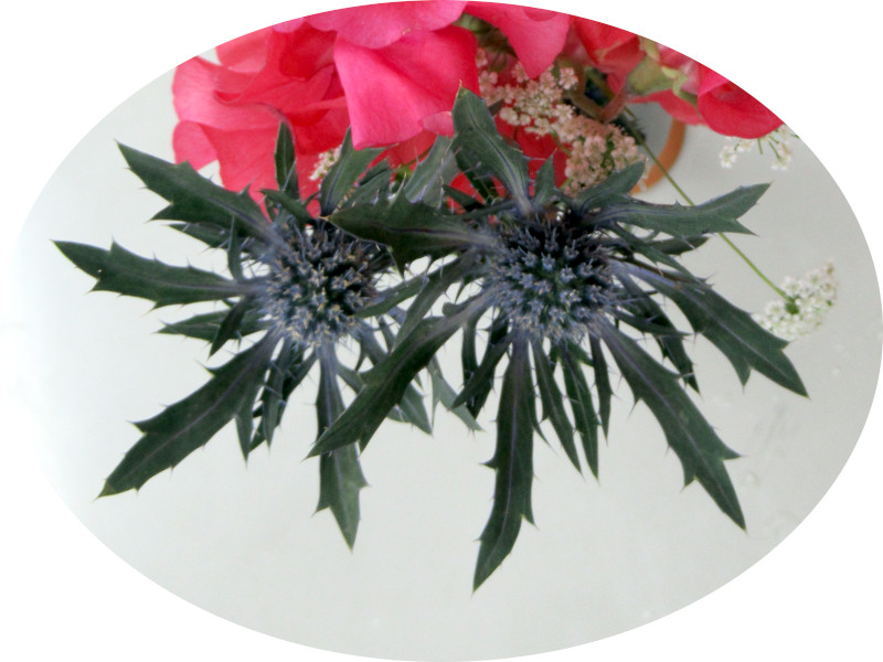 Eryngium Orion