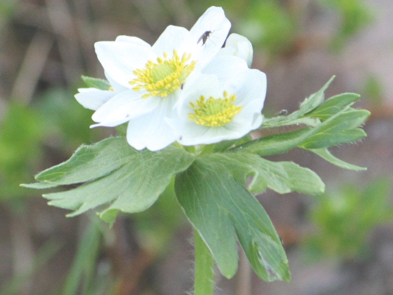 Anemone narcissiflora