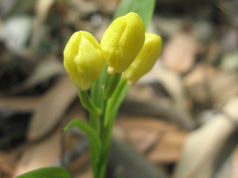 5月に咲く黄色い花 | かぎけん花図鑑