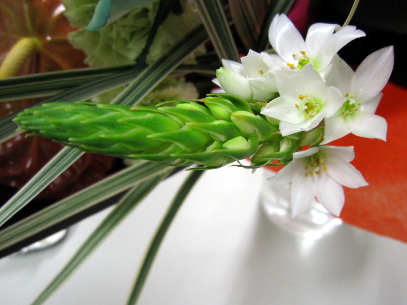 オーニソガラム シルソイデス Ornithogalum Thyrsoides かぎけん花図鑑