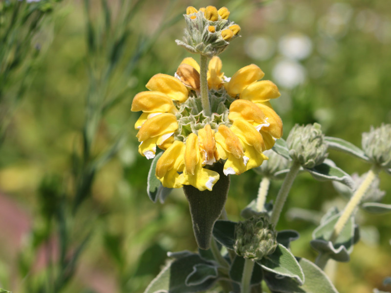 エルサレムセージ Phlomis Fruticosa かぎけん花図鑑