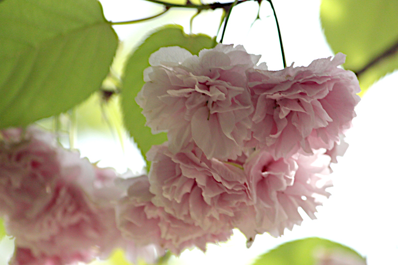 5月9日の誕生花は、八重桜