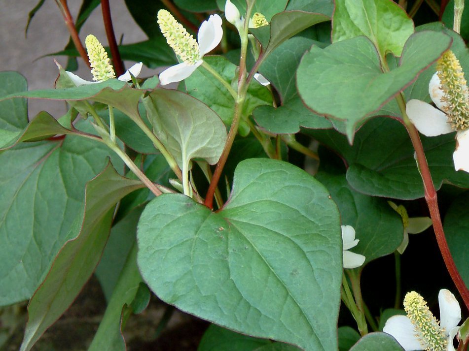 ドクダミ | Houttuynia cordata | かぎけん花図鑑