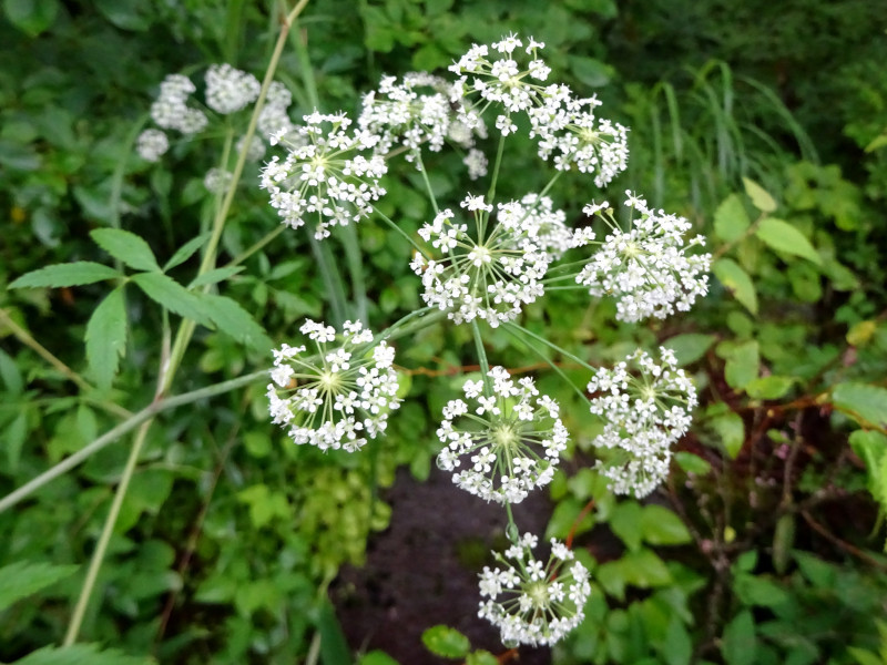 ドクゼリ Cicuta Virosa かぎけん花図鑑