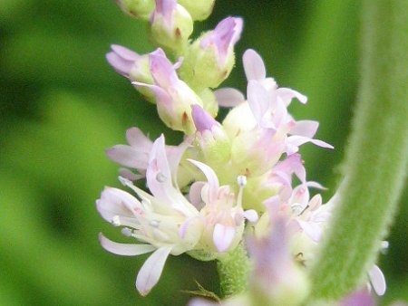 Astilbe microphyll