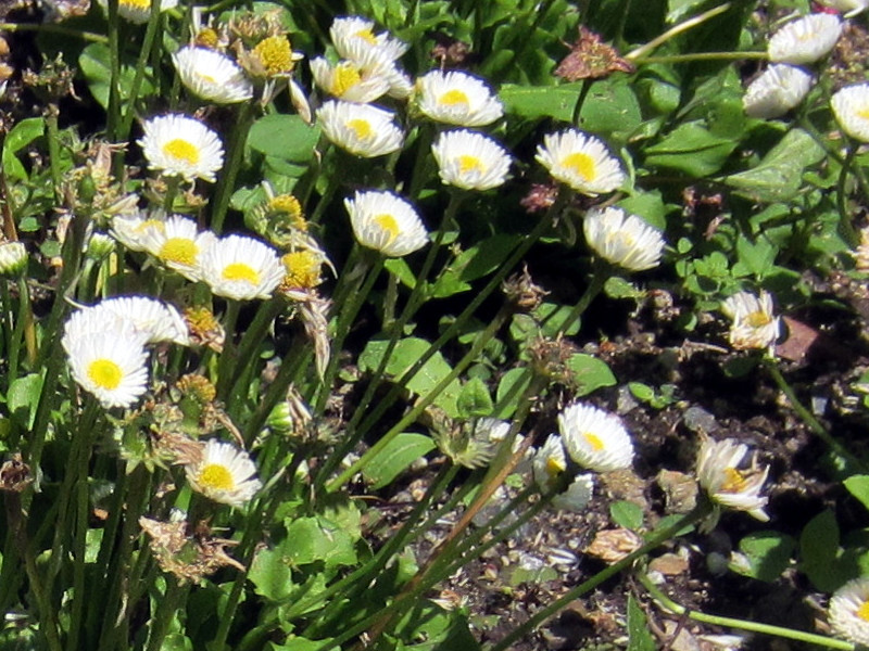 ヒナギク Bellis Perennis かぎけん花図鑑