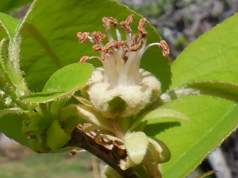 Chinese quince