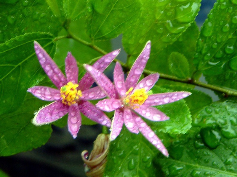 Grewia occidentalis