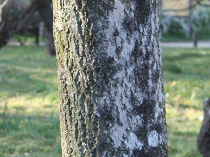 Amur cork tree