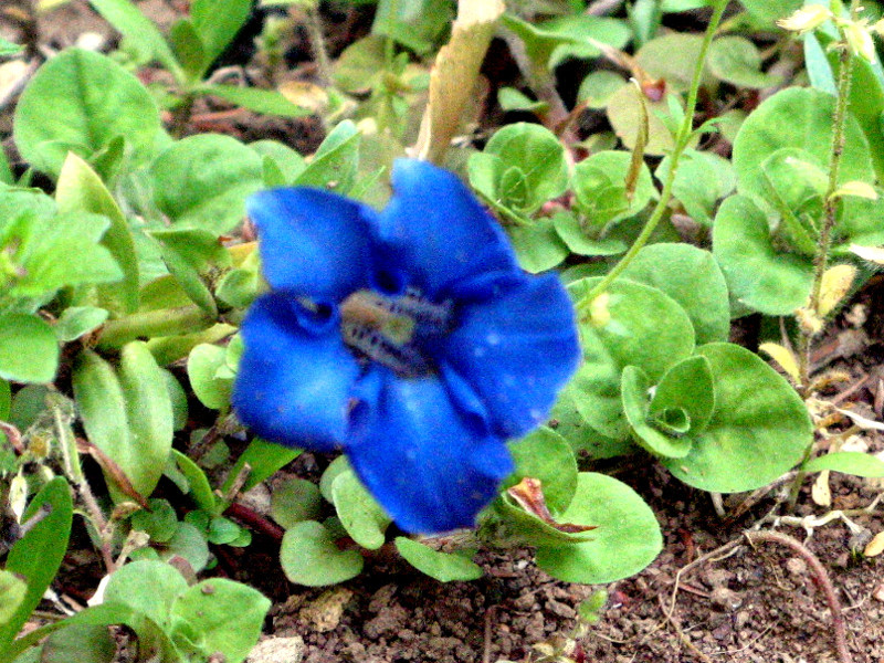 Gentiana acaulis