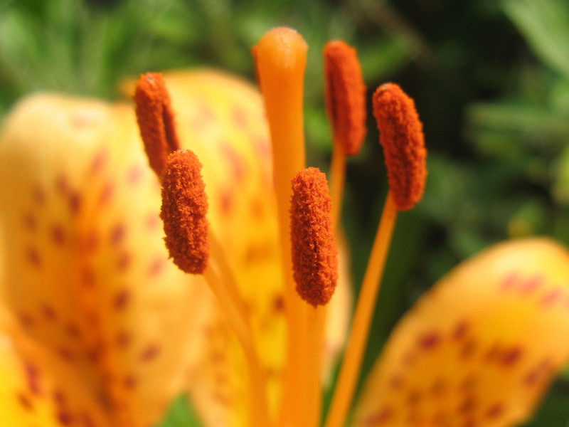 Lilium maculatum