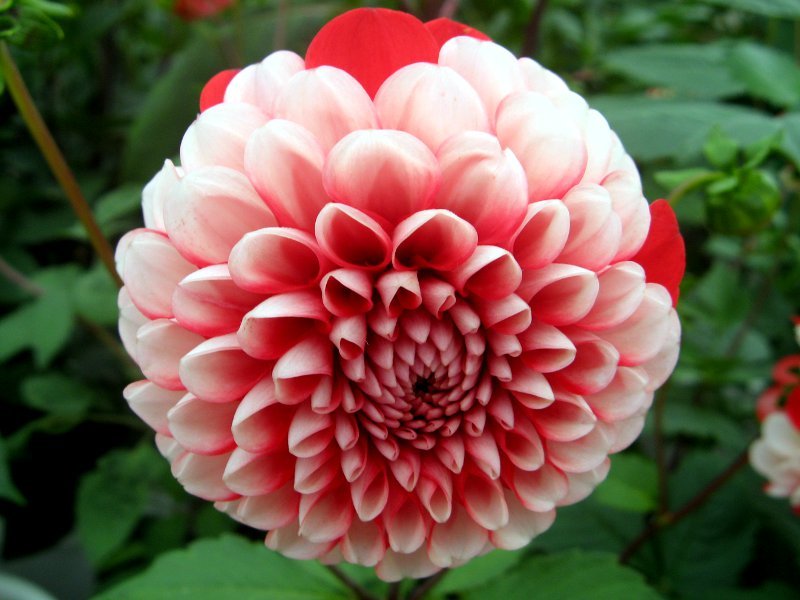 Dahlia