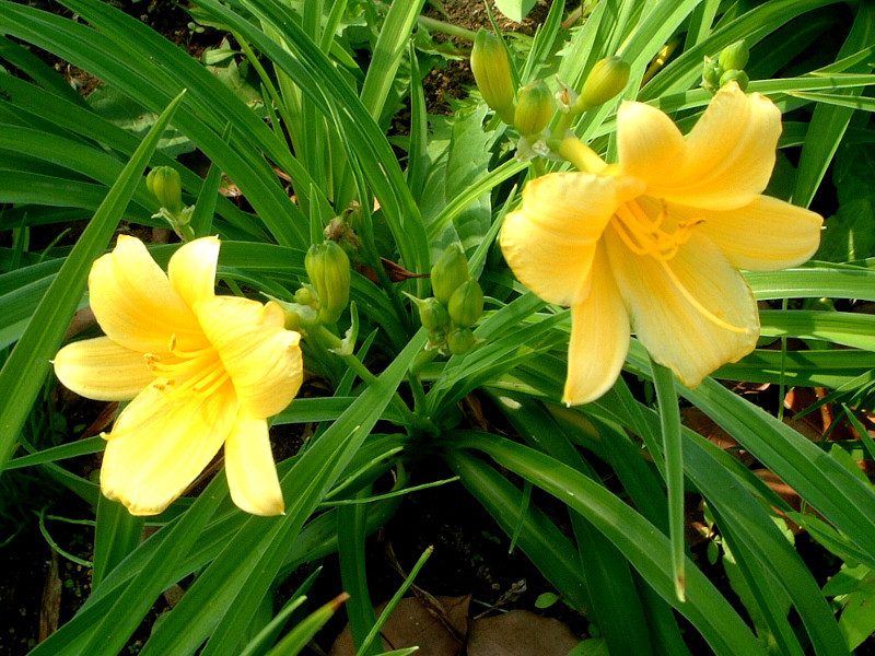 ヘメロカリス Hemerocallis Spp かぎけん花図鑑